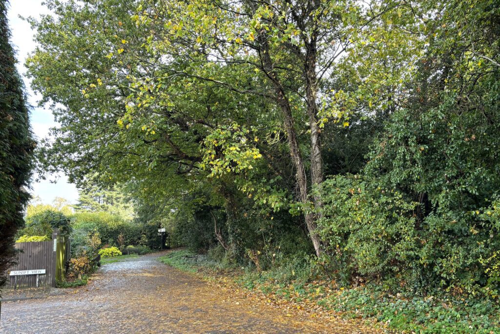 View of Christchurch spinney in early autumn
