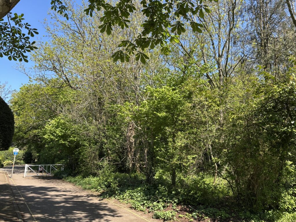 Stregthened protection for woodland in Monken Hadley conservation area hailed by residents as decicisive in campaign to protect wildlife corridor