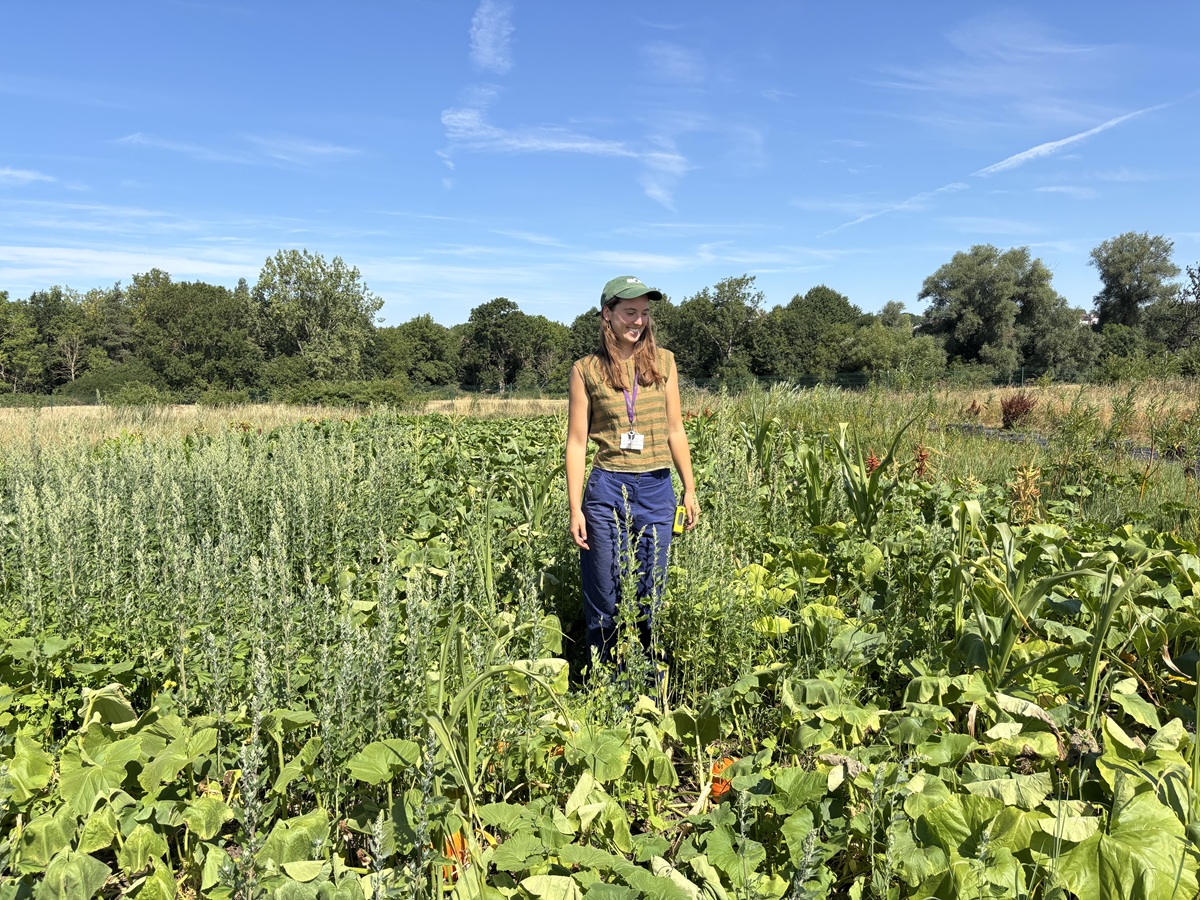 First summer pick your own flowers day at Grow, Totteridge Academy school farm, where monster crop of pumpkins is under cultivation