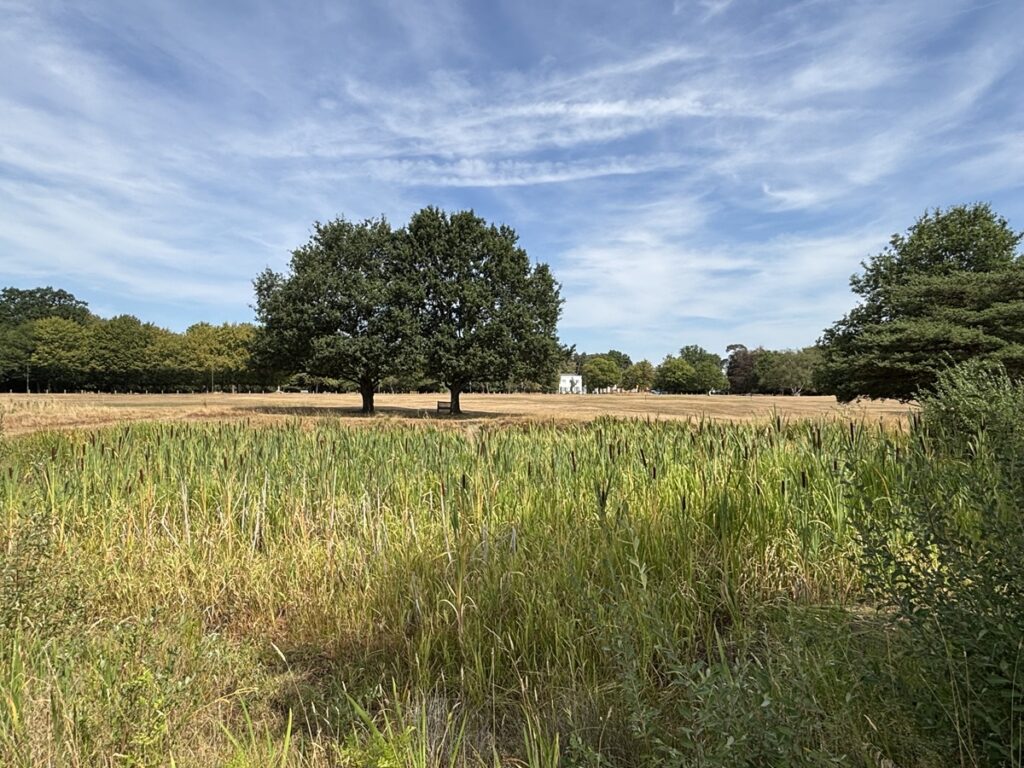 Record breaking hot weather and lack of rain has dried out ponds and streams which are soch a popular feature of green spaces in and around Chipping Barnet
