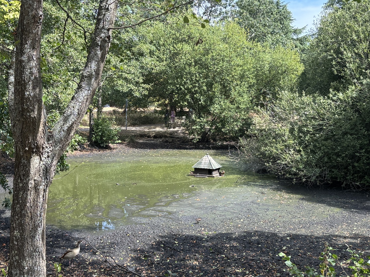 Summer heatwave taking its toll on ponds and streams which are such a popular feature of Chipping Barnet’s green spaces - The Barnet Society