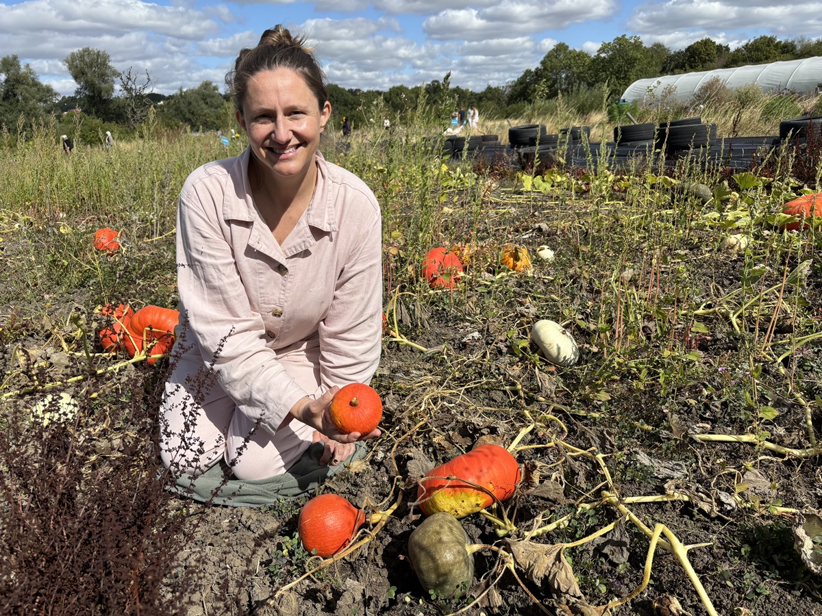 Pumpkins a plenty ripening for harvesting at autumn open day at school and community farm at Totteridge Academy